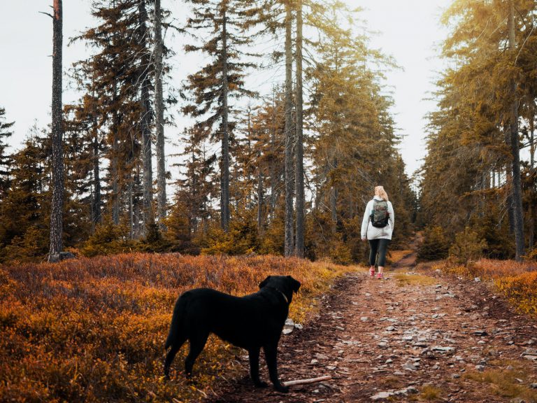 short coat black dog standing on brown ground