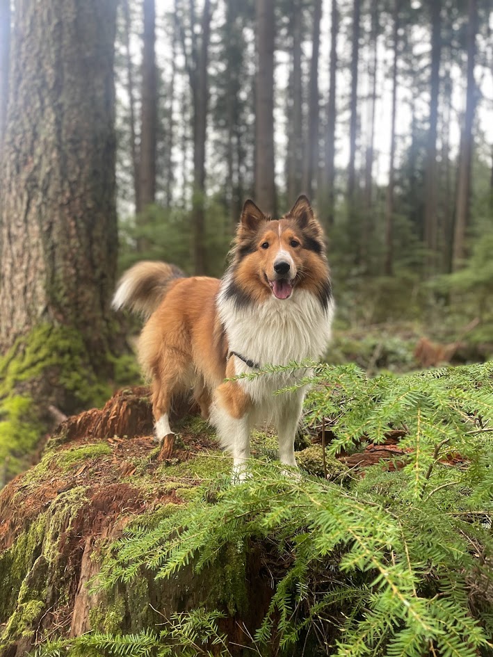 Finnegan, a Shetland Sheepdog, standing proudly on a mossy tree stump in a Vancouver forest during a Douglas Fur Pets group dog walk