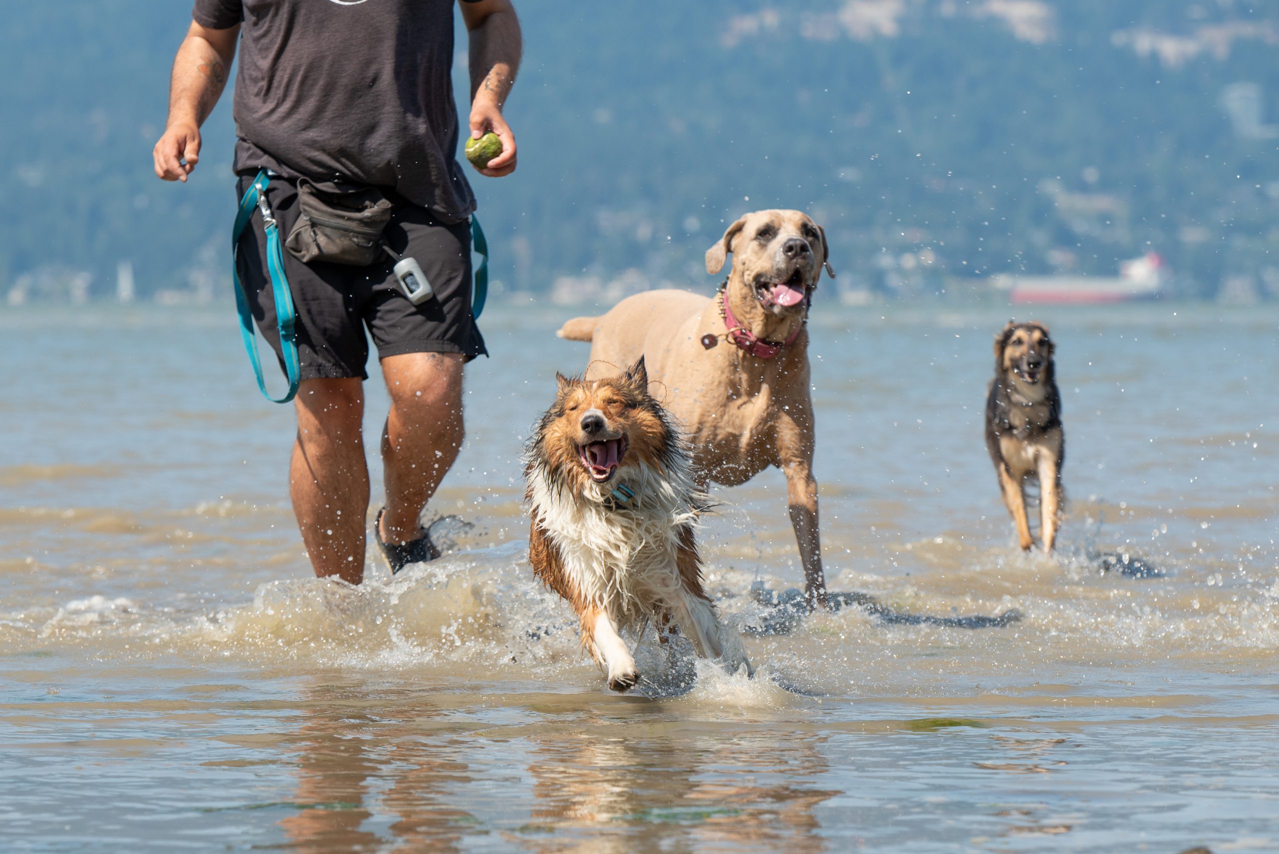 Douglas Fur Pets group dog walk at Spanish Banks beach in Vancouver — two large dogs and a Shetland Sheepdog joyfully running through the water alongside their walker during an off-leash adventure.
