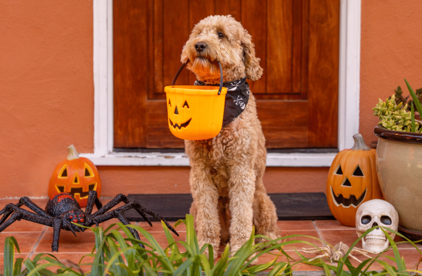 Halloween, Hellhounds, and How to Keep Your Dog Stress-Free in Vancouver