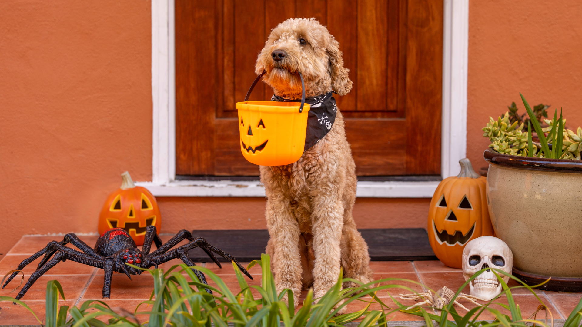 Halloween, Hellhounds, and How to Keep Your Dog…