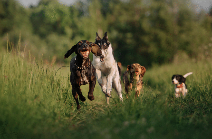 Things Vancouver Dog Parents Wish They Knew Before Hiring a Dog Walker