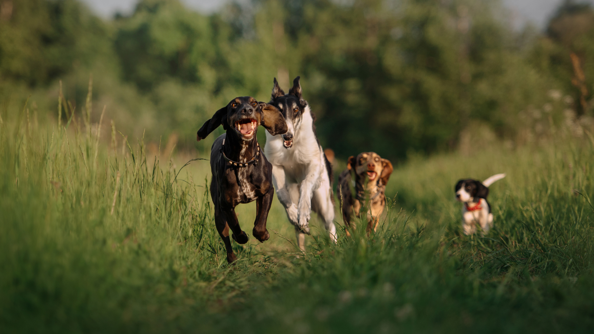 Things Vancouver Dog Parents Wish They Knew Before…