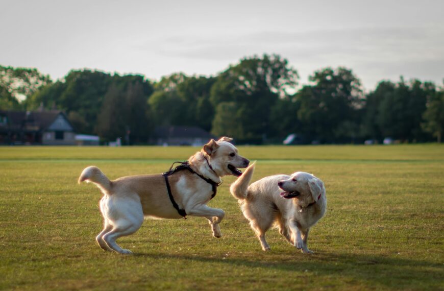 Decoding the Dog Park: Survival Tips & Etiquette for Vancouver Off-Leash Areas
